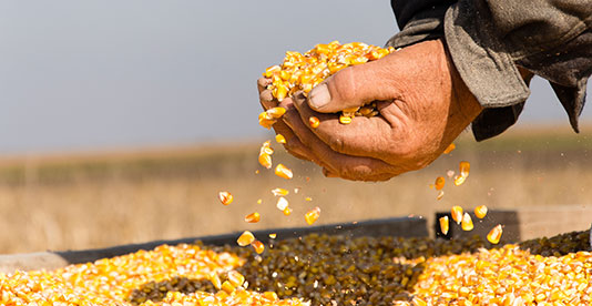 photo of abundant corn scooped up in hands