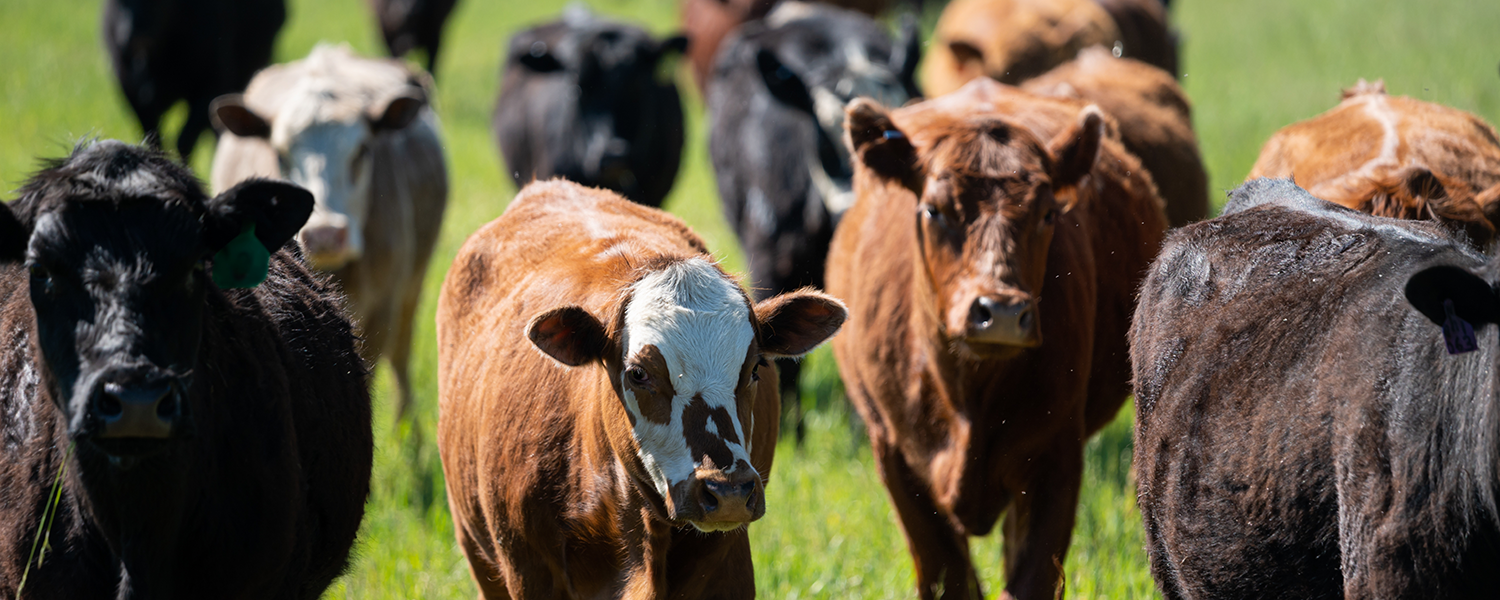 lemars-agri-center-feed-cattle-hog-goats-chickens-cats-dogs